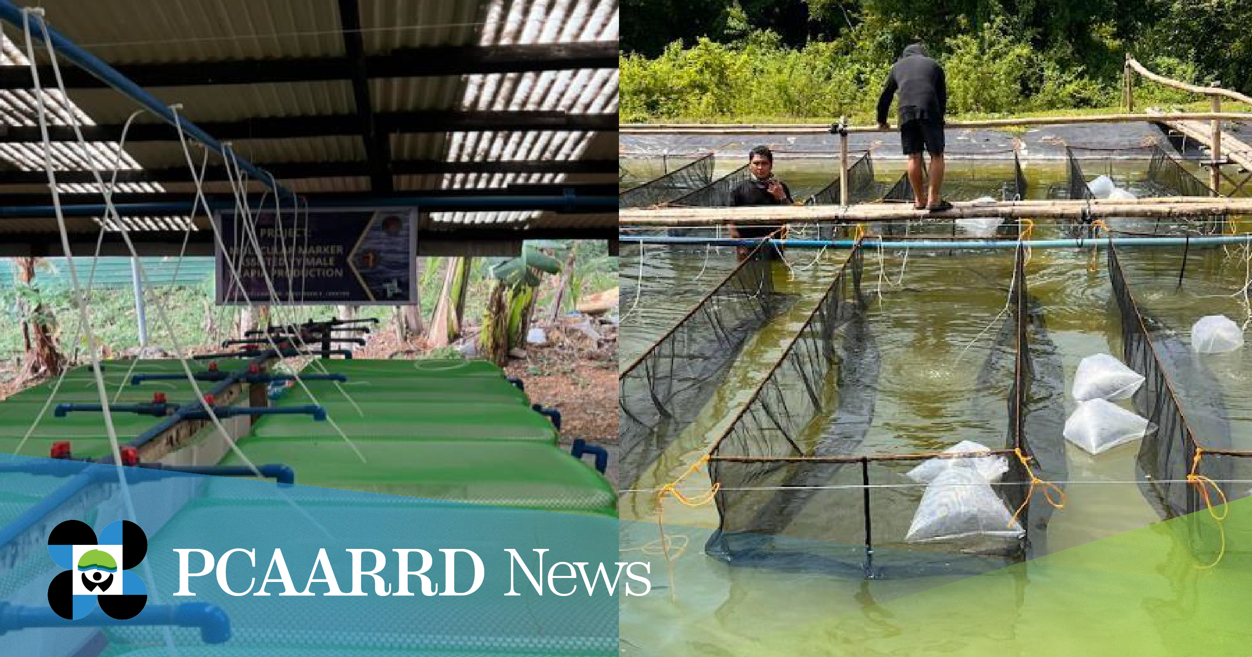 UPV project optimizes all-male tilapia production through natural breeding